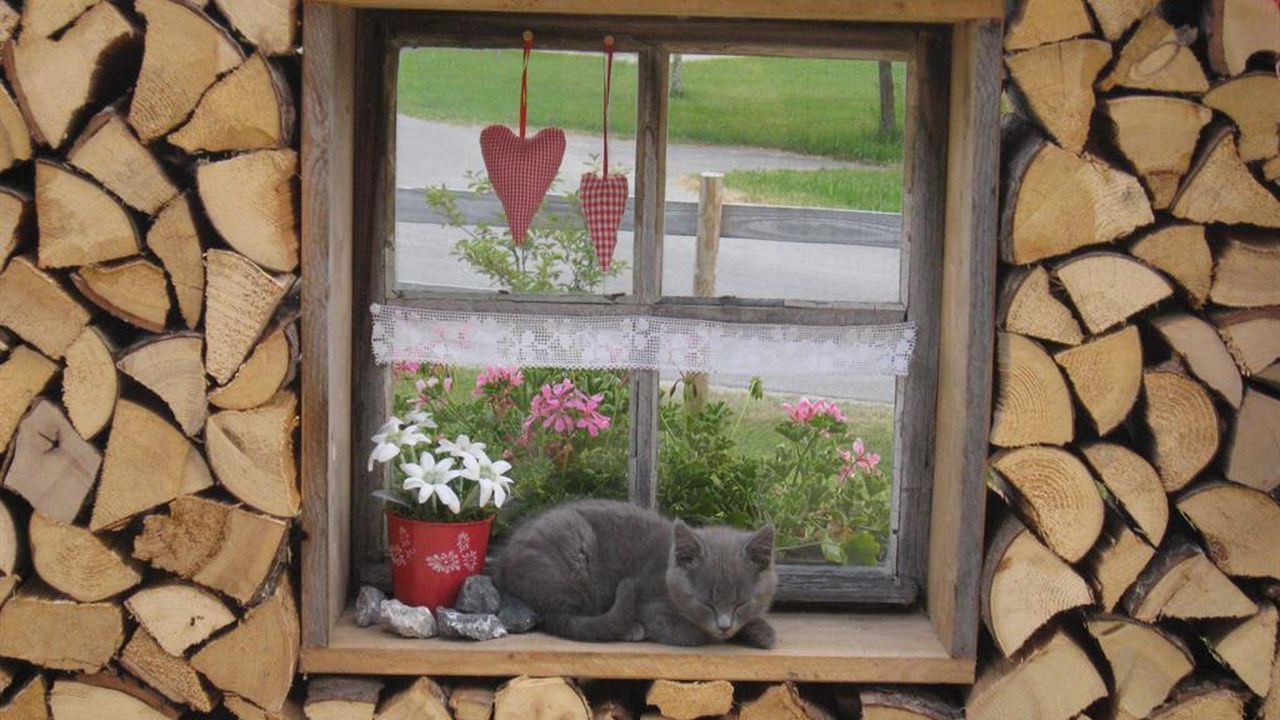 unsre Katze Jack unsre Katze Jack